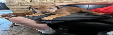 Dobermann 5