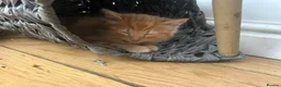 Mixed Breed cats for sale: Adorable kittens looking for forever homes - Advert 8