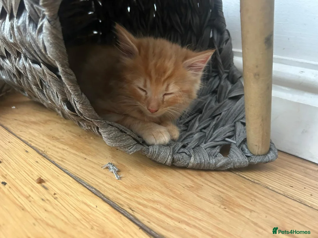 Mixed Breed cats for sale: Adorable kittens looking for forever homes - Advert 8