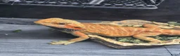 Bearded Dragon reptiles for sale: orange hypo trans leatherback bearded dragon - Advert 4