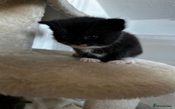 Scottish Fold cats for sale: Scottish Fold Cross Kittens - Image 5