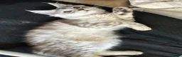 Maine Coon cats for sale: Exceptional Pedigree Maine Coon kittens available  in Worcester - Advert 4