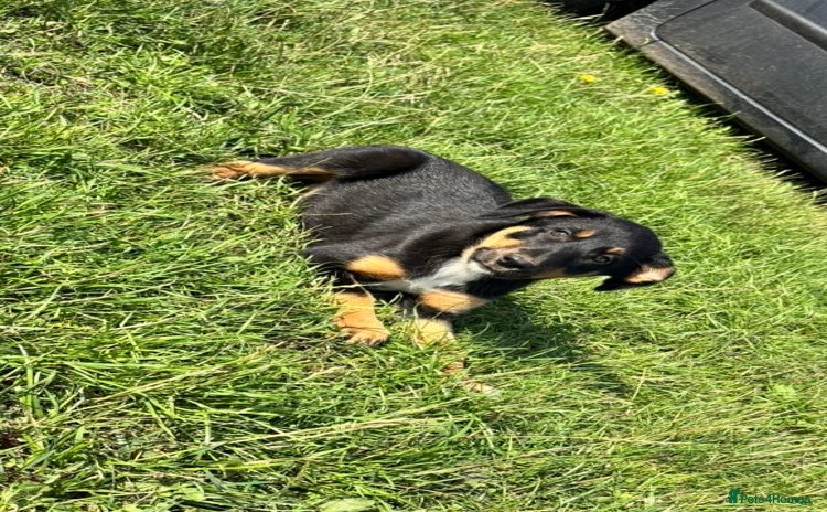 Mixed Breed dogs - Advert 1