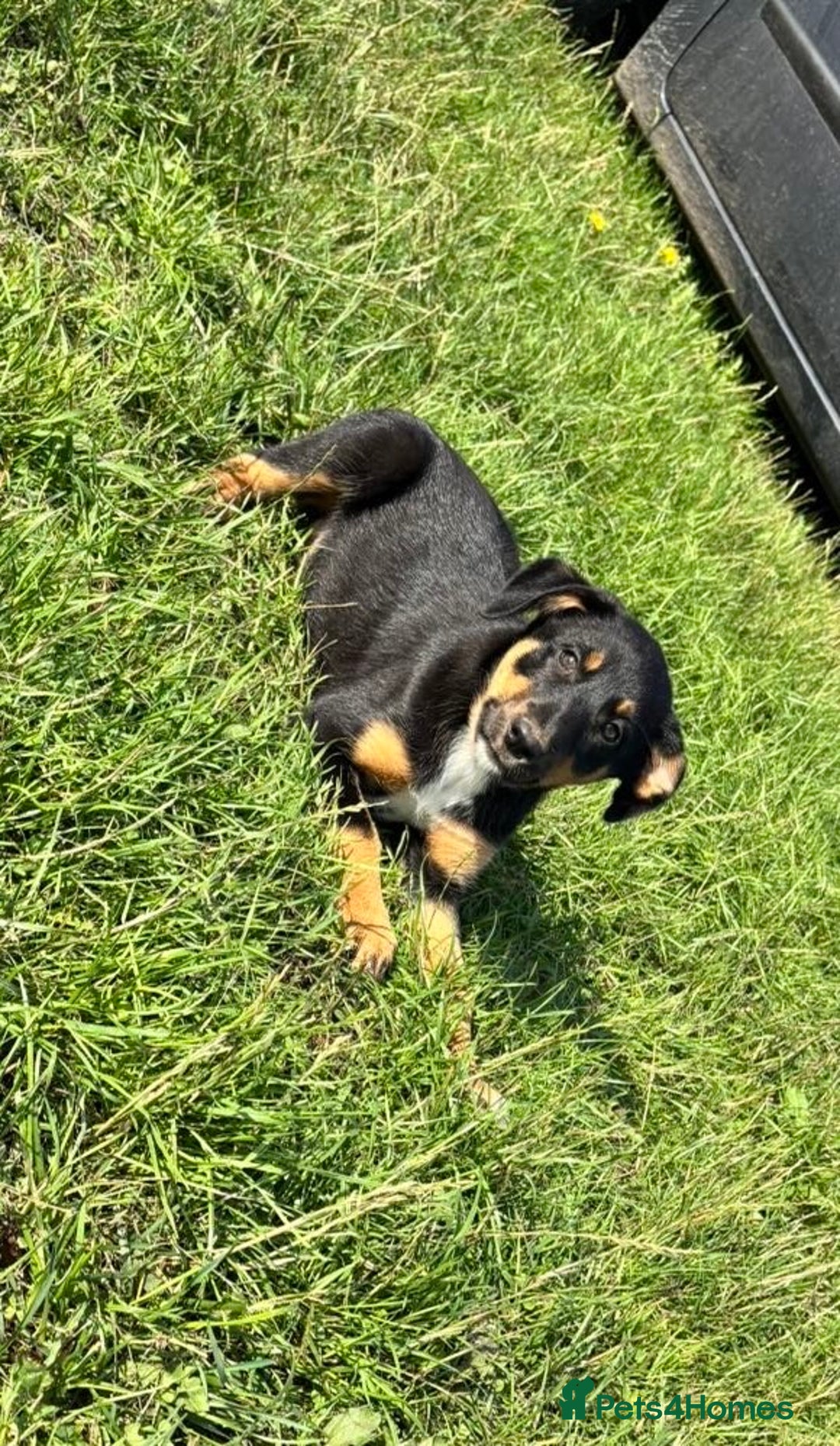 Mixed Breed dogs for sale: Border collie x Australia kelpie pups  - Image 1