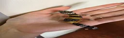 Leopard Gecko reptiles for sale: Baby leopard geckos - Advert 32