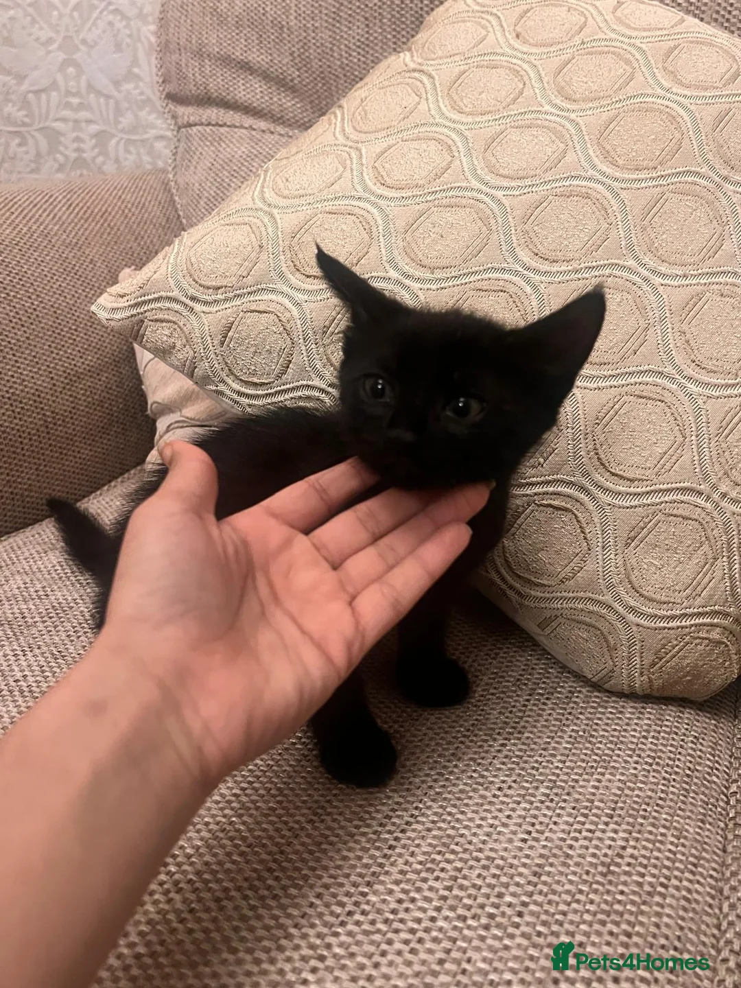 Mixed Breed cats for sale: Black/Brownish kitten  - Advert 2