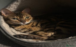 Bengal cats for sale: 2 cats for rehoming - Image 5
