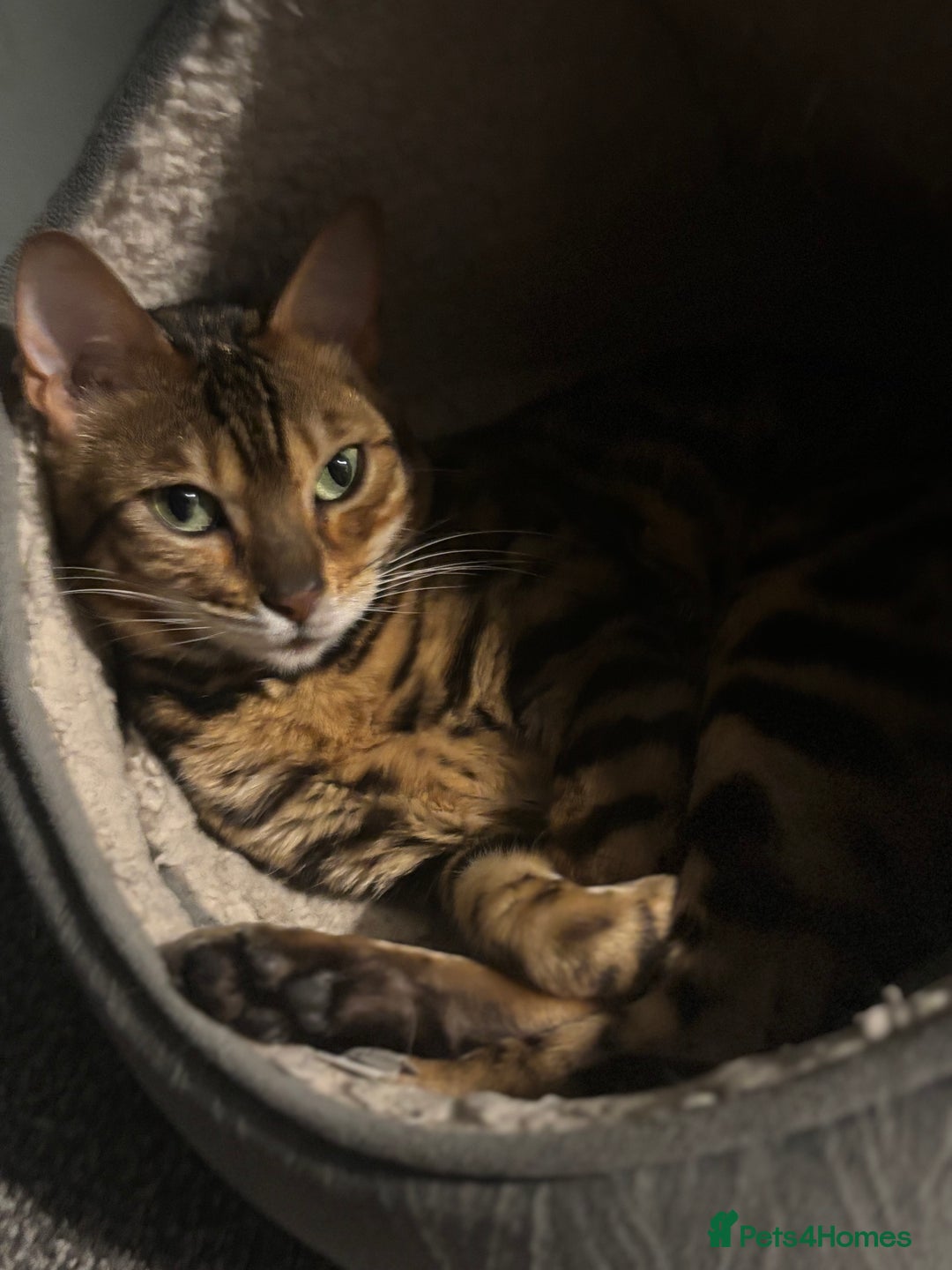 Bengal cats for sale: 2 cats for rehoming - Image 5