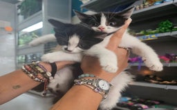 Mixed Breed cats for sale: Kitty corner: Find your new best friend - Image 2