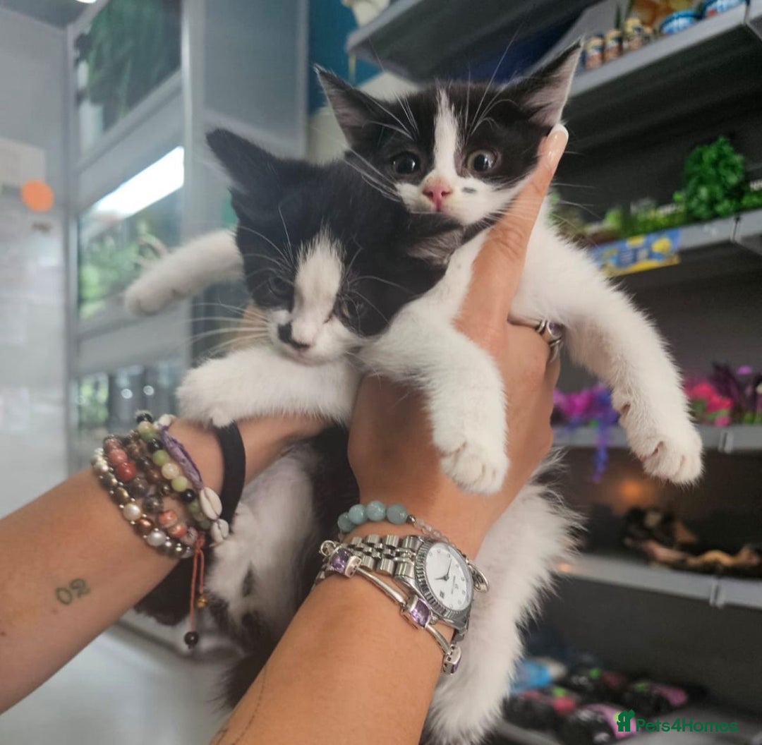 Mixed Breed cats for sale: Kitty corner: Find your new best friend - Image 2