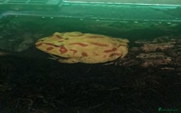 Frog reptiles for sale: Pacman frog + full set up - Image 3