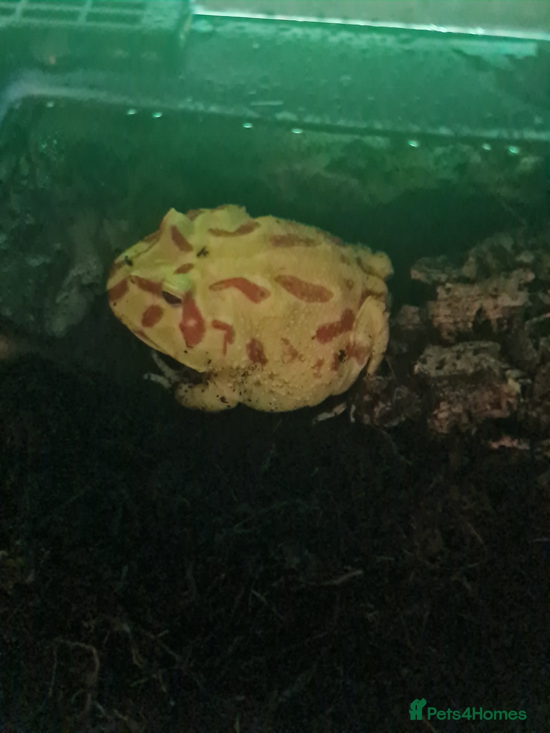 Frog reptiles for sale: Pacman frog + full set up - Image 3