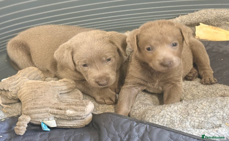 Labrador Retriever dogs - Advert 1