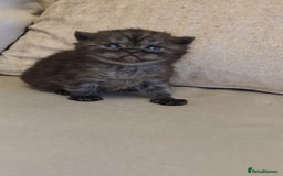 British Shorthair cats for sale: Black smoke british shorthair and 1 blue longhair - Advert 8