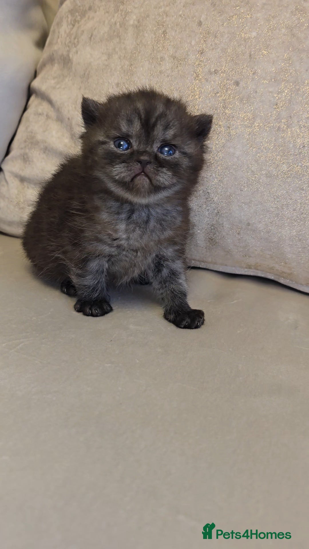 British Shorthair cats for sale: Black smoke british shorthair and 1 blue longhair - Advert 8