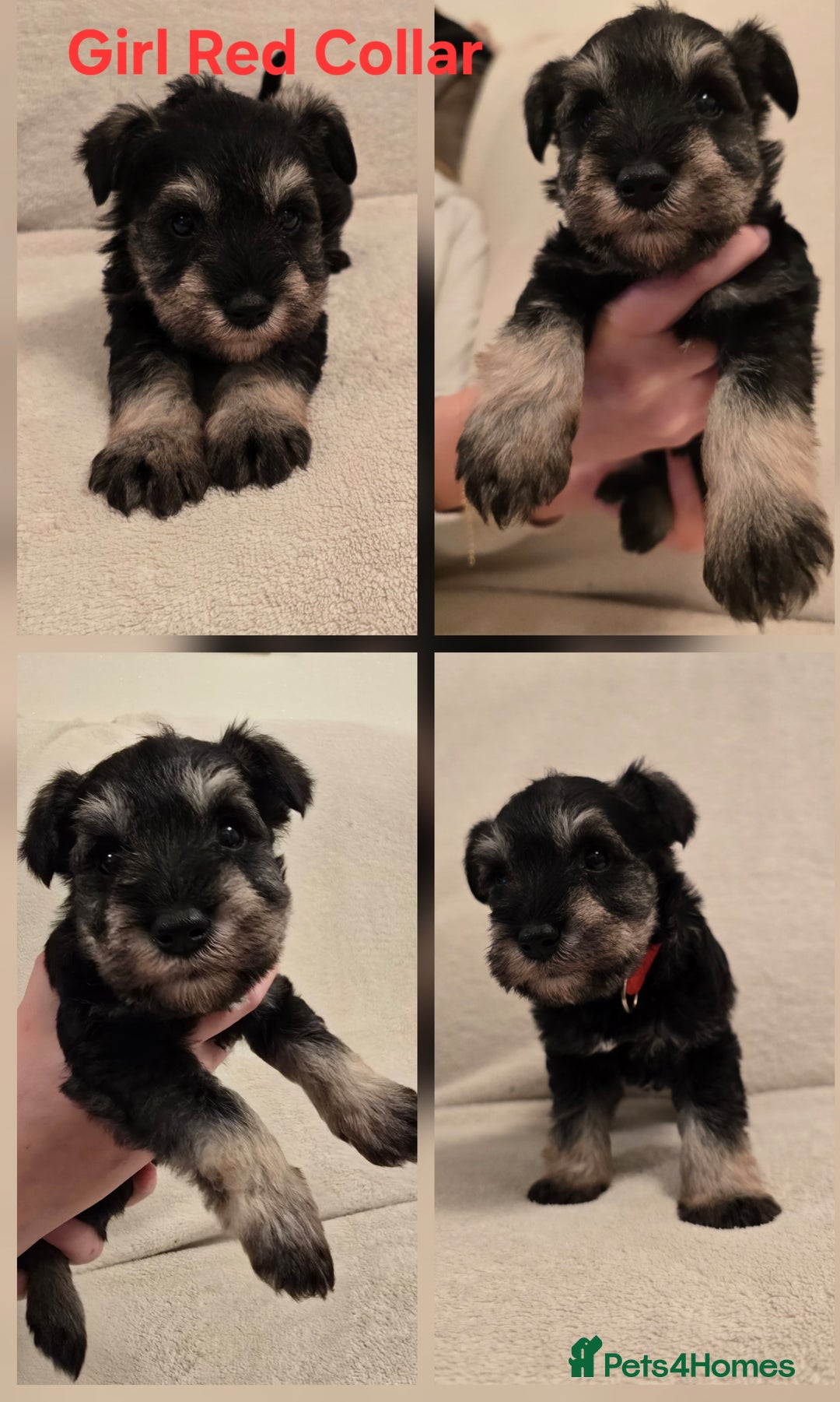 Miniature Schnauzer dogs for sale: KC Miniature Schnauzer Puppies ready in January - Advert 11