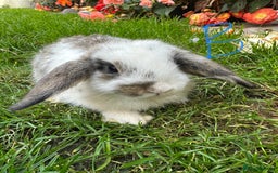 Mini Lop rabbits for sale: Mini Lop Rabbits  - Image 11