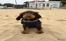 Cocker Spaniel dogs for stud: Dog Breeder - Image 6
