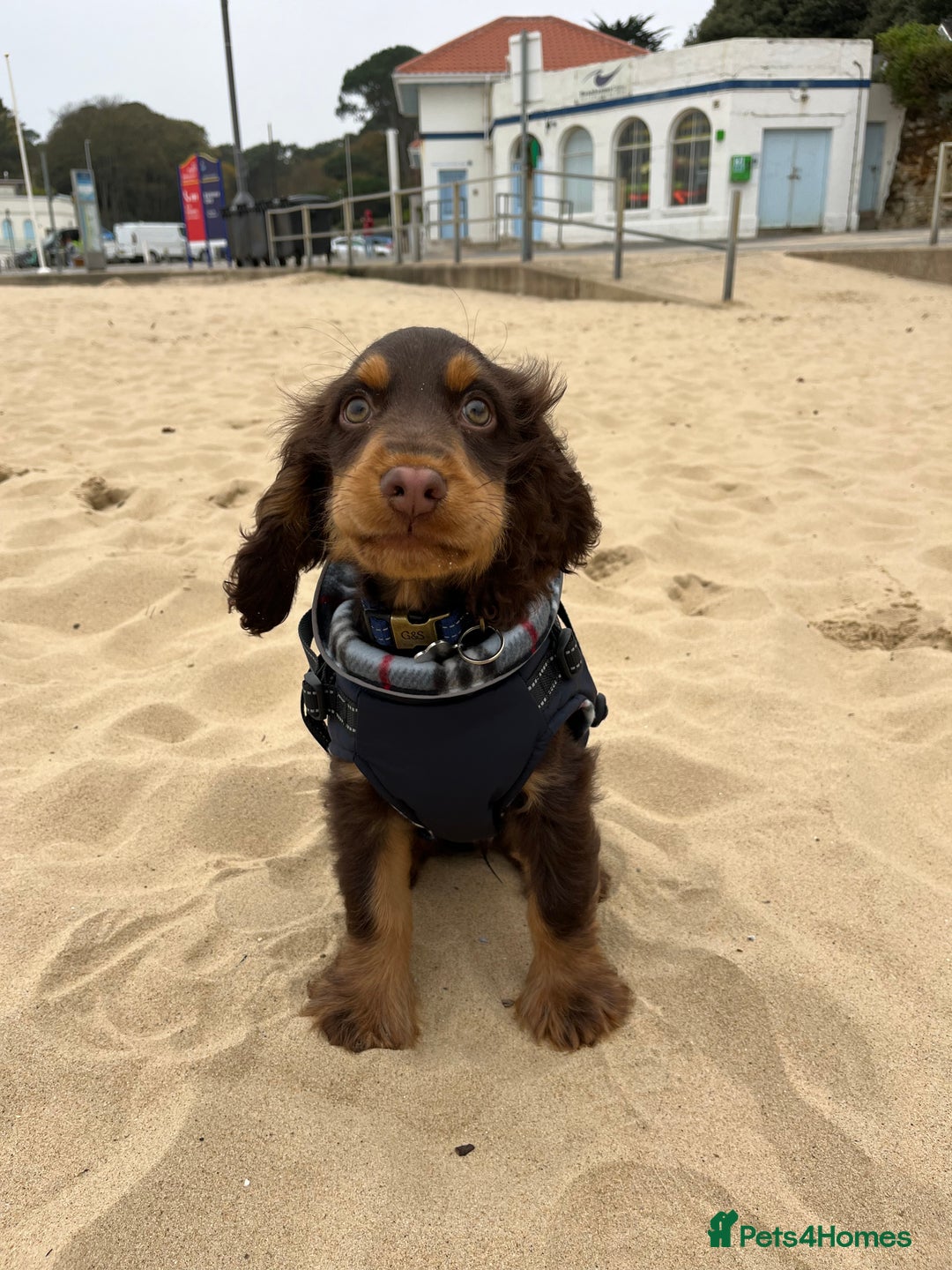Cocker Spaniel dogs for stud: Dog Breeder - Image 6