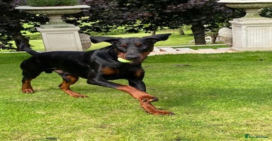 Dobermann dogs - Advert 10