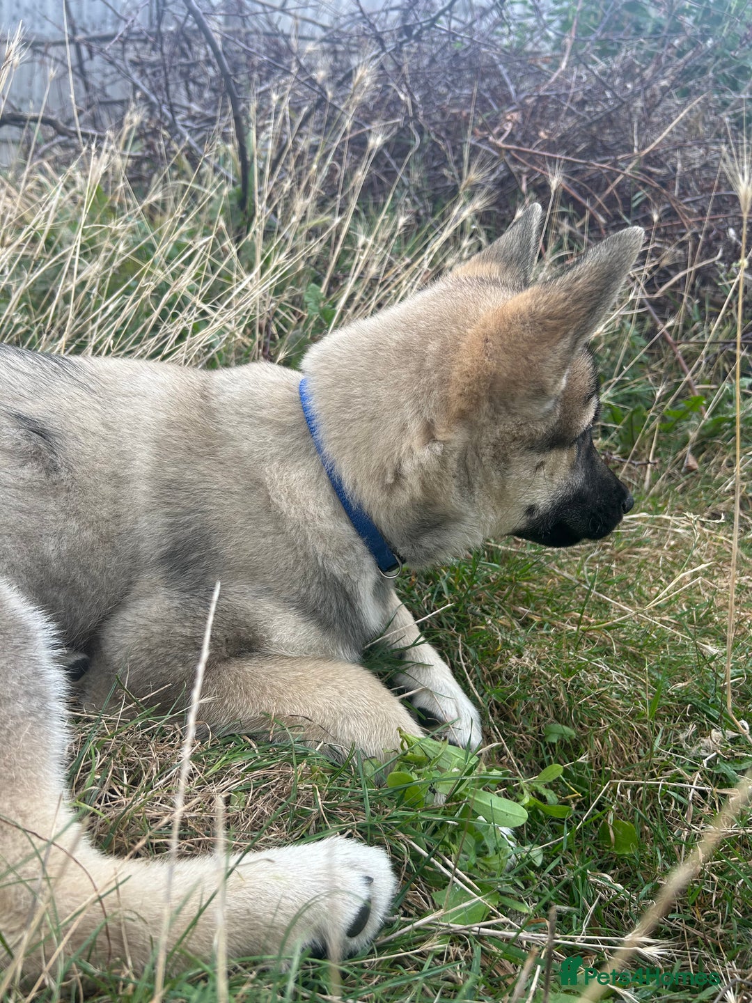 Shepsky dogs for sale: Shepsky ‘scrappy’ 3years  - Advert 6