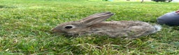 New Zealand rabbits for sale: New Zealand X Harlequin Rabbits- Mixed Litter of 6 - Advert 1