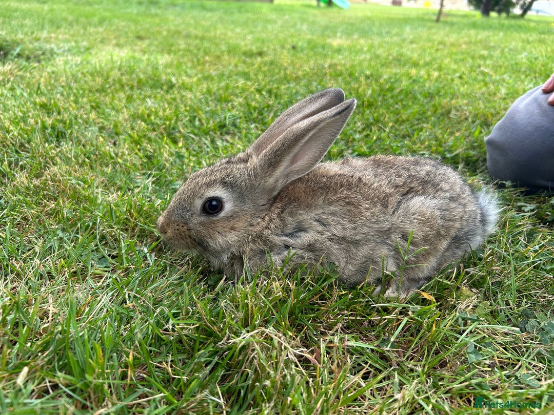 New Zealand rabbits for sale: New Zealand X Harlequin Rabbits- Mixed Litter of 6 - Image 1