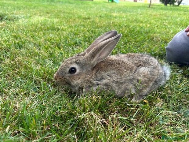 New Zealand rabbits New Zealand X Harlequin Rabbits- Mixed Litter of 6 - Advert 2