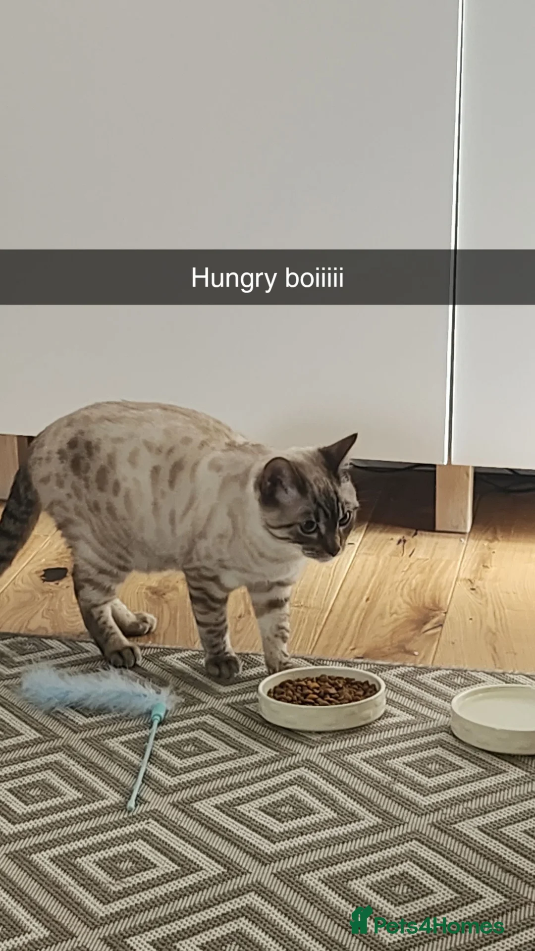 Bengal cats for sale: 2 Bengal Boys - Advert 1