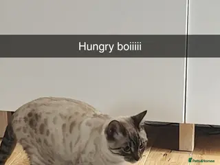 Bengal cats 2 Bengal Boys - Advert 1