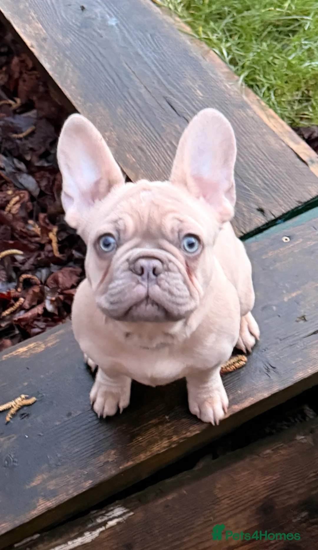 French Bulldog dogs for sale: Full pedigree male frenchie in Cleethorpes - Advert 1