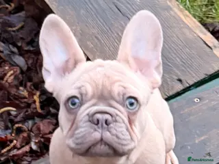 French Bulldog dogs Full pedigree male frenchie - Advert 1