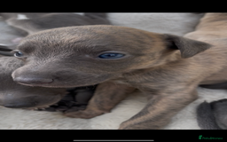 Whippet dogs for sale: Adorable home bred KC whippets - Image 19