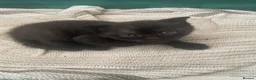 Scottish Fold cats for sale: Scottish fold kittens for sale  - Advert 22