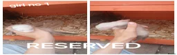 Ferret rodents for sale: Baby Ferret kits look at description!  - Advert 7