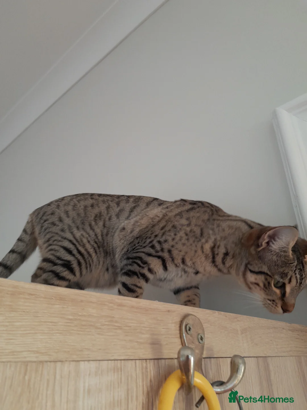 Savannah cats for sale: TICA Reg, F5 Pedigree Girl Kitten - Advert 7