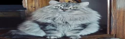 Siberian cats for sale: Retiring show cats in Billericay - Advert 6