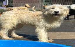 Mixed Breed dogs for adoption: Poppy - Norwich Norfolk  - Image 12
