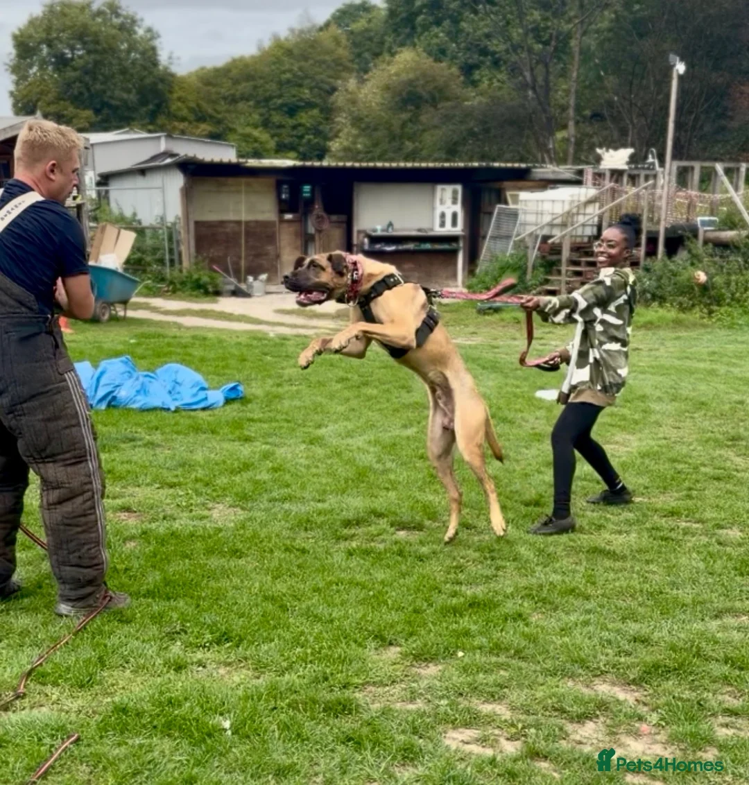 Mixed Breed dogs for sale: Presa Canario X Belgian Malinois male 12 months in Chatham - Advert 2