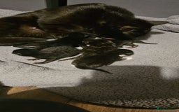 Mixed Breed cats for sale: Female kitten  - Image 10
