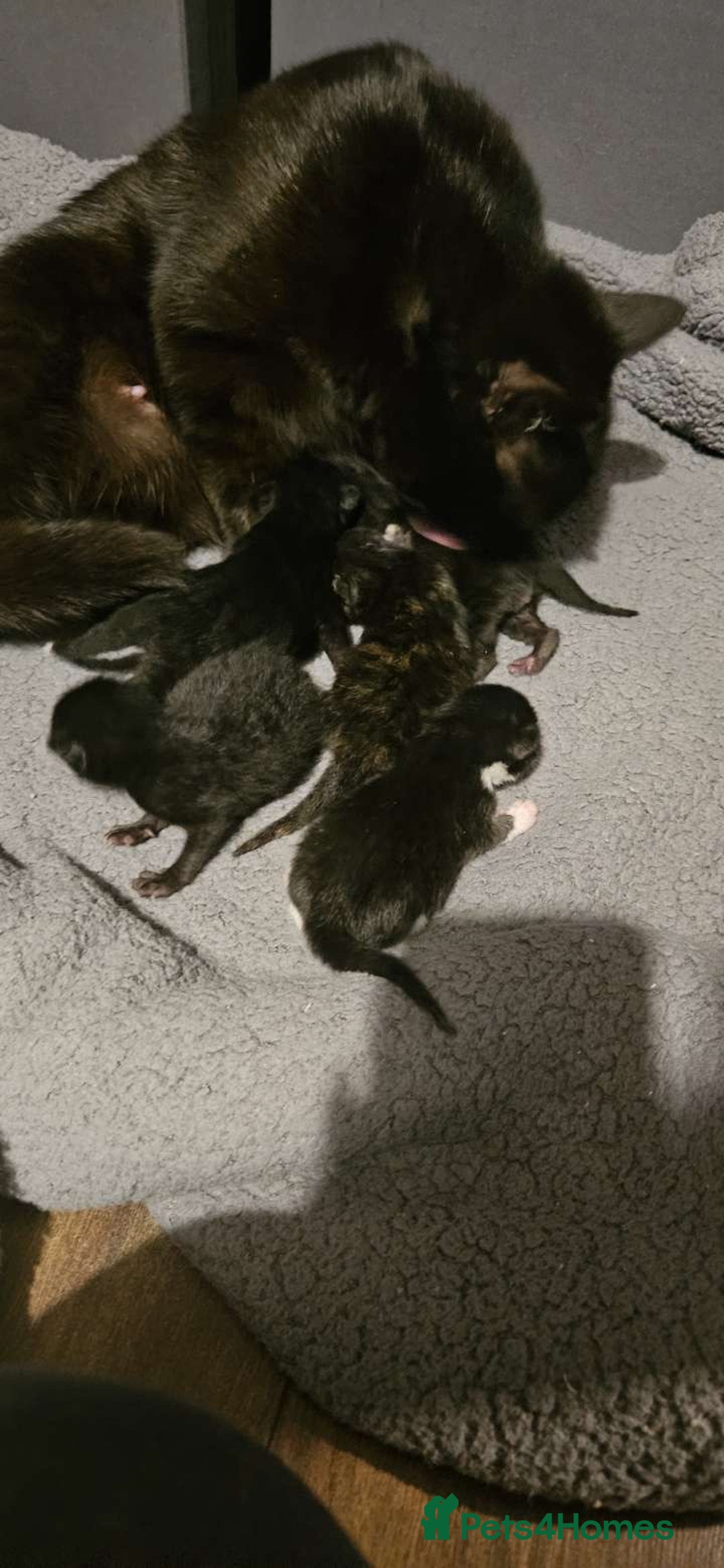 Mixed Breed cats for sale: Female kitten  - Image 10