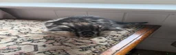 Mixed Breed cats for sale: Mix litter of beautiful kittens - Advert 4