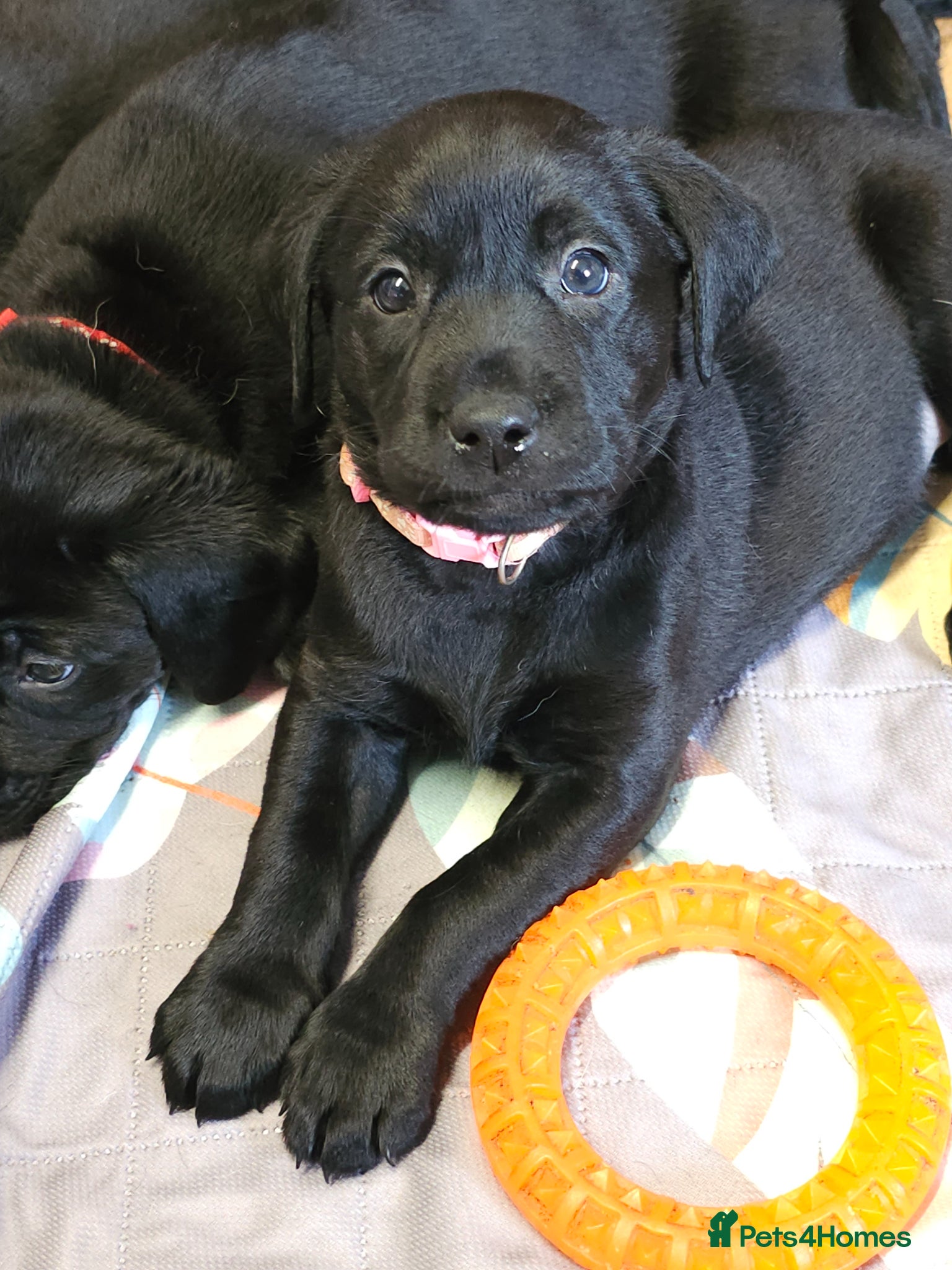 Labrador Retriever dogs Gorgeous and real characters - Advert 15