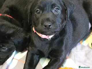 Labrador Retriever dogs Gorgeous and real characters - Advert 15