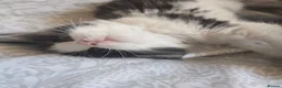 Mixed Breed cats for sale: 3 beautiful kitten - Advert 5