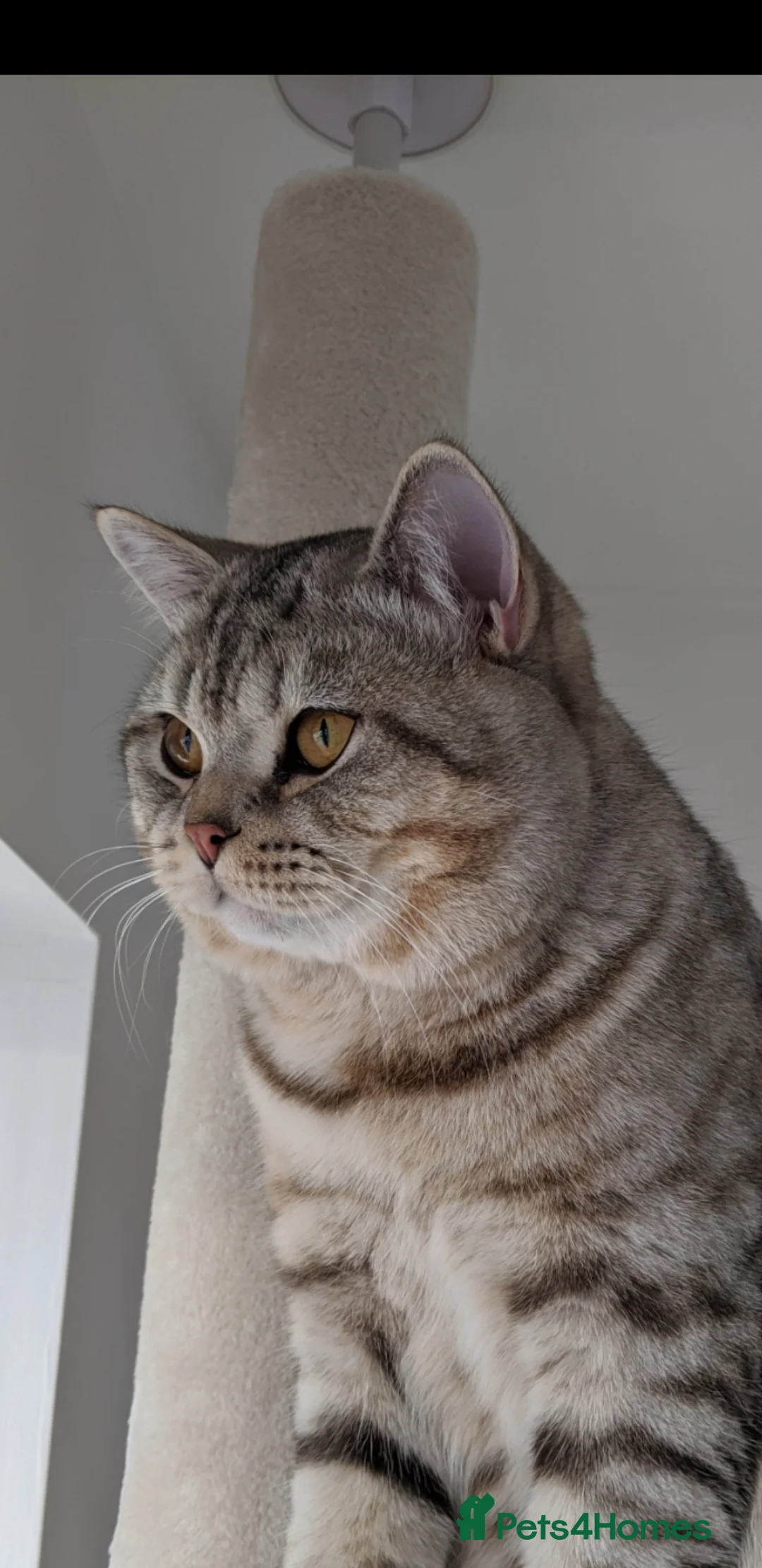 British Shorthair cats for stud: STUD British Shorthair in Derby - Advert 6