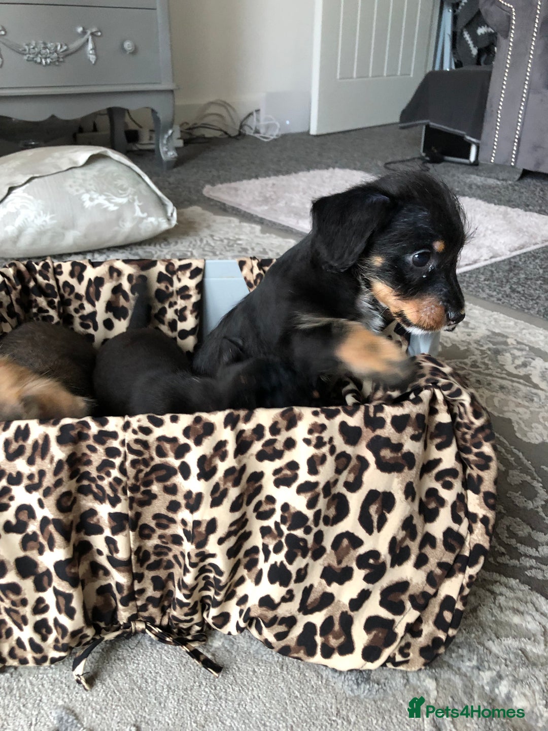 Jack Russell dogs for sale: Jack Russell pups - Image 10