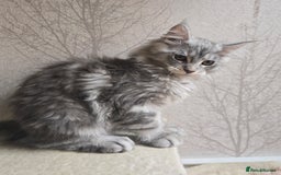 Maine Coon cats for sale: READY NOW Maine Coon Kitten Russian/Shaded lines in Hull - Image 8