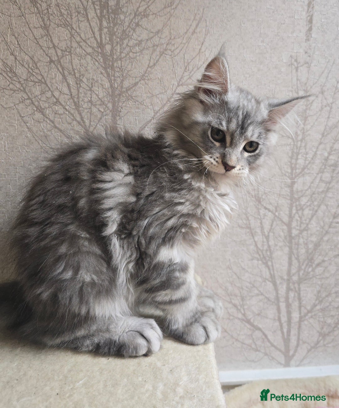 Maine Coon cats for sale: READY NOW Maine Coon Kitten Russian/Shaded lines in Hull - Image 8
