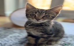 Mixed Breed cats for sale: 12 weeks Tabby/maine coon kitten  in Derby - Image 2